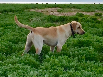 pointing labrador for sale